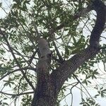 Ozoroa paniculosa Habitus