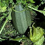 Cucurbita pepo Fruit