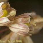 Allium pallens Fruit