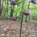 Epipactis atrorubens Συνήθη χαρακτηριστικά