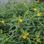 Ludwigia grandiflora Vekstform