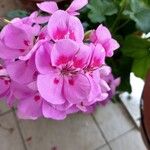 Pelargonium zonale花