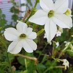 Nicotiana quadrivalvis Flor