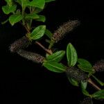 Salix bhutanensis Агульны выгляд