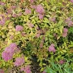 Spiraea japonicaFlower