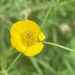 Ranunculus acris Blomma