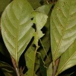Ocotea insularis Hoja