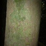 Chaetocarpus schomburgkianus Corteza
