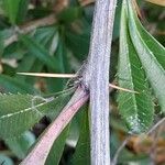 Berberis julianae Bark