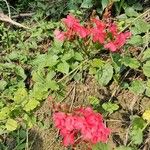 Plumbago indica 花