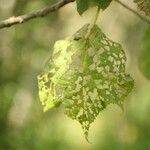 Dombeya ciliata Folla