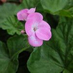 Pelargonium zonaleBloem