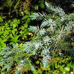 Juniperus squamata Blatt