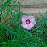 Dianthus plumarius Flower