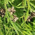 Thuja standishii Fruit