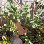 Hippocrepis scorpioides Yaprak
