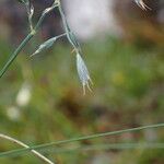 Festuca polycolea Flower