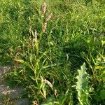 Persicaria maculosa Habitus