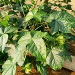 Gossypium barbadense Leaf
