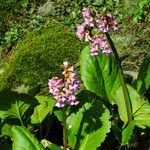 Bergenia crassifolia 整株植物