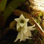 Angraecum bracteosum Flor