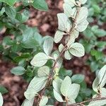 Cotoneaster dielsianus Leht