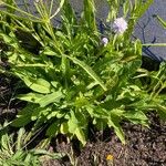 Succisella inflexa 葉