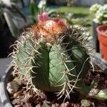 Melocactus matanzanus 葉