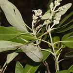 Avicennia germinans Flower