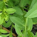 Linum flavum Leaf