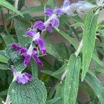 Salvia leucantha Flower