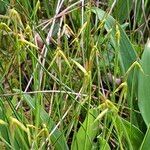 Carex pauciflora Ffrwyth