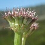 Oenanthe globulosa Kvet