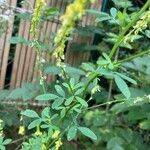 Melilotus officinalis 葉