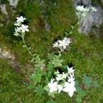 Sedum monregalense Blomma