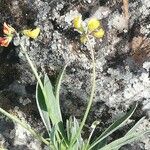 Scorpiurus subvillosus Virág