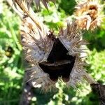 Datura stramonium Плід