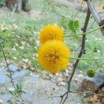 Vachellia farnesiana Fleur