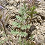 Phacelia cryptantha অভ্যাস