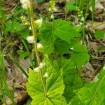 Mitella diphylla Folha