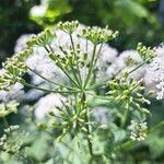 Chaerophyllum aromaticum 果實