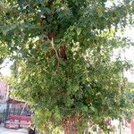 Morus alba Hoja