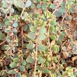 Euphorbia chamaesyce Inny
