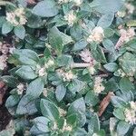 Guilleminea densa Blatt