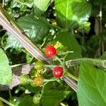 Solanum dulcamara Frukto