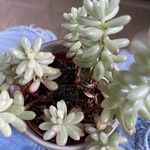 Sedum × rubrotinctum List