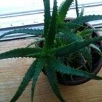 Aloe arborescensList