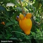 Solanum mammosum Frucht