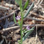 Lythrum hyssopifoliaFlower