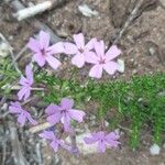 Phlox subulataΛουλούδι